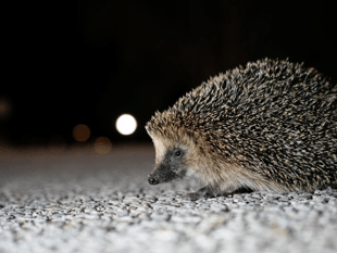 New campaign urges gardeners to create wild patches for hedgehogs