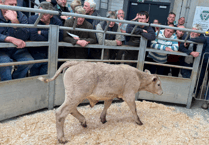Holsworthy Livestock Market Report: Wednesday, May 21