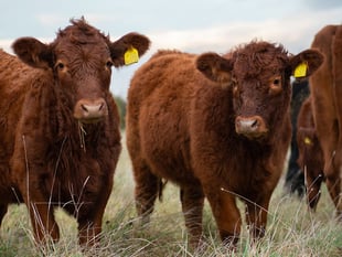 Regenerative farming achieves net zero carbon emissions