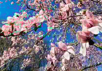 Best spots in Cornwall to see spring blooms