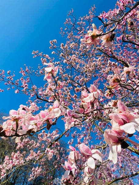 Magnolia at Lanhydrock.