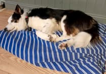 Barks of delight after sad collie Toby finds a new home