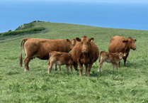 Hallworthy Livestock Market Report: Thursday, June 12