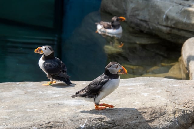 Icelandic puffins chilling out in Cornish heatwave