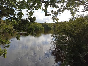 Henwyn tyller/Cornish place names: Hal Gors (Redmoor)