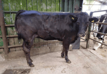 Hallworthy Livestock Market Report: Thursday, July 3