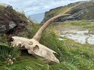 Mystery skull discovered near Tintagel