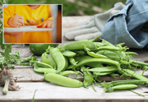 Young poets invited to celebrate British farming with pea-themed poems
