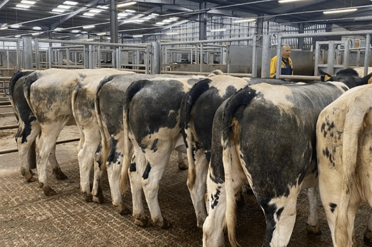 Holsworthy Livestock Market Report: Wednesday, July 9.