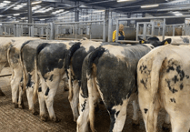 Holsworthy Livestock Market Report: Wednesday, July 9