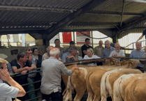 Hallworthy Livestock Market Report: Thursday, July 10