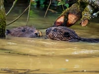 Delight as two baby beavers born in Cornwall
