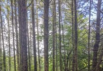 Cornwall Fire and Rescue Service issue warning after woodland fire