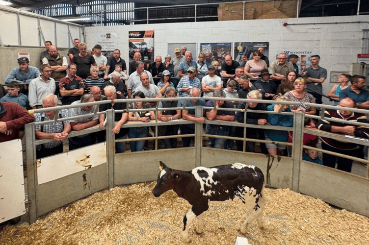 438 calves sold to a much improved trade compared to the
last fortnight with a huge crowd of buyers.