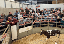 Holsworthy Livestock Market Report: Wednesday, July 23