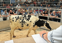 Holsworthy Livestock Market Report: Wednesday, July 30