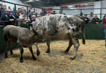 Hallworthy Livestock Market Report: Thursday, July 31