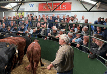 Hallworthy Livestock Market Report: Thursday, August 7