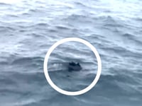 Footage of injured dolphins leads to call for water users to take care
