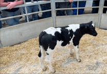 Holsworthy Livestock Market Report: Wednesday, August 20