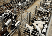 Holsworthy Livestock Market Report: Wednesday, August 27