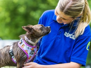 Rising tide of animal neglect pushes charities to breaking point  