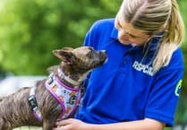 Rising tide of animal neglect pushes charities to breaking point