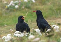 Conservation success for the Cornish Chough