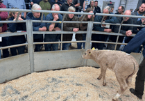 Holsworthy Livestock Market Report: Wednesday, September 3