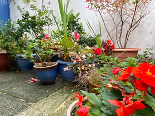 Gardening with Martin Pallett: Challenges of a changing climate