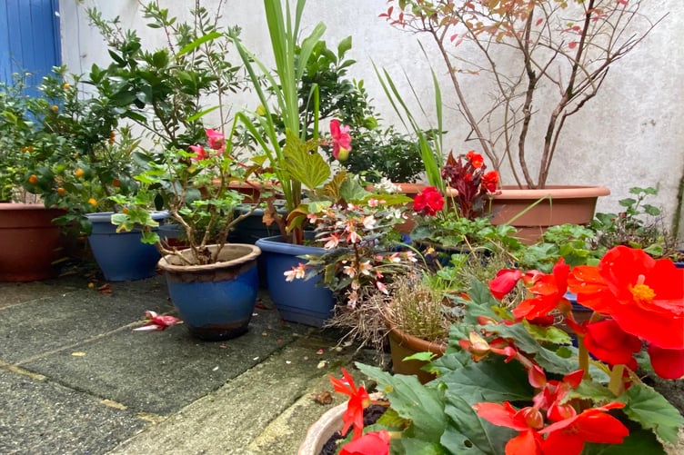 Containers can be moved around as plants come into flower. (Picture: Andrew Townsend)