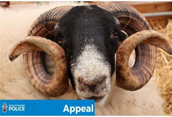 Police warn of ‘Ram Raiders’ after spate of livestock thefts