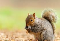 Cornwall Squirrel Project culls 1,200 grey squirrels in nine months