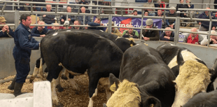 Holsworthy Livestock Market Report: Wednesday, September 26