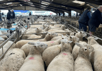 Hallworthy Livestock Market Report: Thursday, October 2