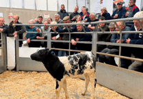 Holsworthy Livestock Market Report: Wednesday, October 8