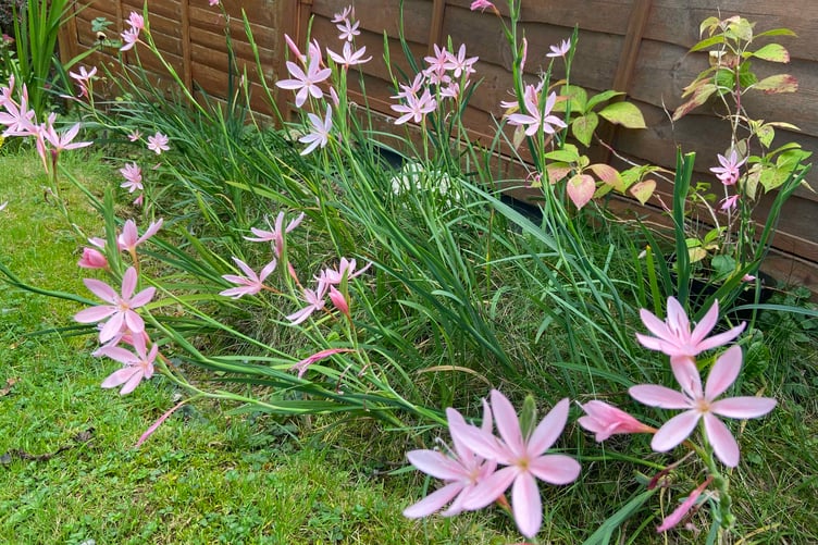 There is still colour to be enjoyed in the garden in the autumn. (Picture: Andrew Townsend)