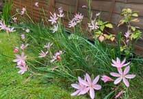 Martin Pallett: Still lots to enjoy in the garden at this time of year