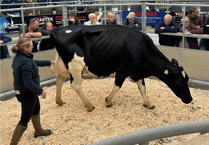 Holsworthy Livestock Market Report: Wednesday, October 15