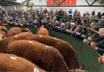 Hallworthy Livestock Market Report: Thursday, October 16