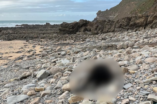 Dead calf on North Cornwall beach sparks outrage 
