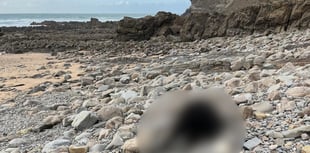Dead calf on North Cornwall beach sparks outrage 