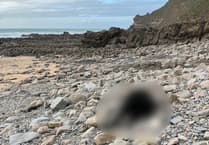 Dead calf on North Cornwall beach raises controversy over removal responsibility