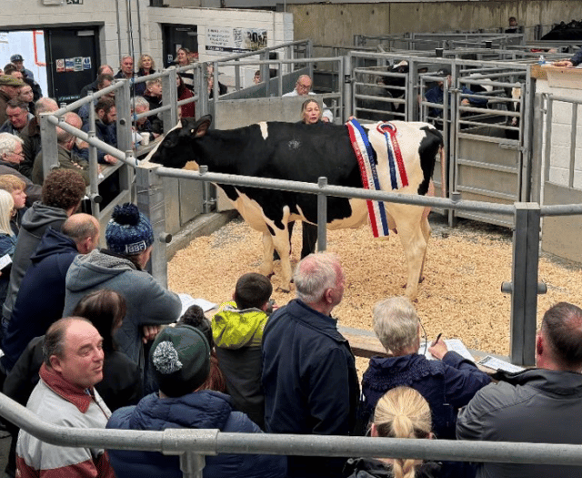 Holsworthy Livestock Market Report: Wednesday, October 29