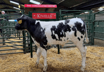 Hallworthy Livestock Market Report: Thursday, October 30