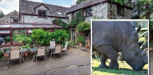 Rhinos set to replace horses at Launceston venue