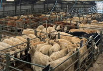 Hallworthy Livestock Market Report: Thursday, November 6