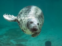 Cornish Seal Sanctuary mourns the loss of beloved resident