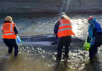 Experts take "difficult but kindest decision" to euthanise baby whale in Cornwall