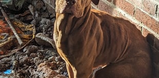 Reports of animals being abandoned on the rise